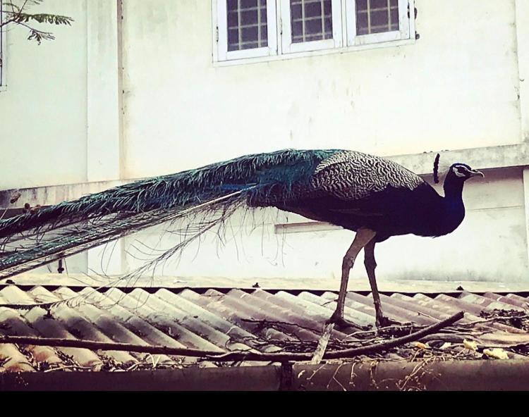 Ballard Bungallow Kochi Buitenkant foto